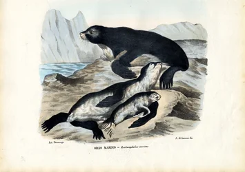 Fur Seal, 1863-79
